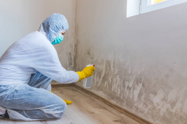 Mold Remediation specialist working in Sherborn