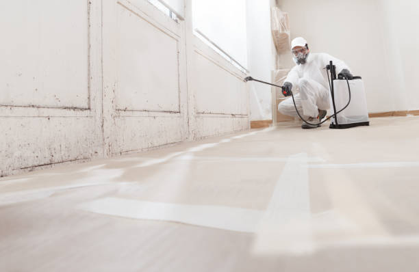 Black mold remediation team in Sherborn